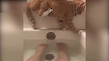 小猫躺在地上休息，被主人抓住不停地转圈，真好玩！