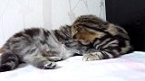 小床上玩耍的猫咪们，真是奶萌奶萌的呢，好可爱！