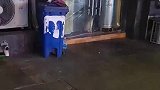 猫5天没吃饭叫的喉咙沙哑，男生看不过喂食猫咪