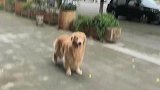 狗子在树下被鸟儿狂啄