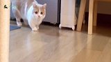 公猫第一次看到小母猫，眼睛都发直了，接下来就没消停过！