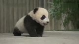 什么时候才能领养一只熊猫