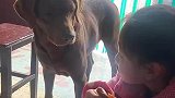 狗狗看着女生手里的食物，口水流一地