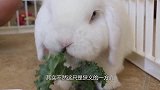为什么兔子喝过水后，便立马断肠而亡？专家无奈说出原因！