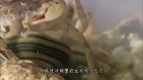 螳螂与水蛭的对决，仅凭一招就分出了胜负，千万不要眨眼