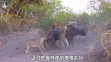 面对十多头狮子，水牛不仅不跑甚至还主动出击，结局让人出乎意料