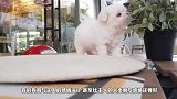 网上火爆的茶杯犬，到底是怎么来的看完真的想掐死这些狗贩子