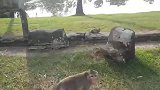 旷野中，猴妈来了脾气，猴宝的哭声很压抑