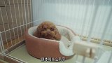 小泰迪的名字居然叫。