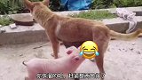 狗子的迷惑行为，真是吓坏了一旁的猫咪，太逗了！