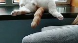 猫：退休了，悠闲的在窗台上养老！