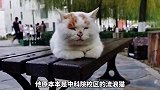 流浪猫被人收留后，变化有多大？