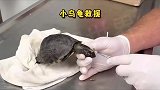 小乌龟的脑袋里长满的马蝇幼虫，医生一个个拔出