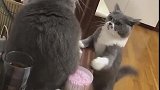 猫：谁让你坐茶几上面的，快下来！