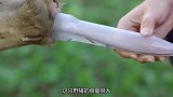 国外女子捡来可爱的“野猪”不料越养越不对劲，啥怪物
