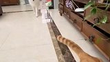 去展会看看，可能会停更几天