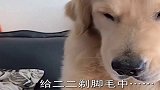 金毛呲牙装狠不让主人剃脚毛，直接上去一巴掌，老实了