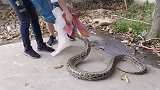 福建泉州：村里惊现三米长大蟒蛇！一口气吞下11只鸡