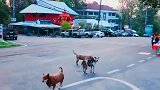 中华田园犬：我也能拿奖，金马奖的那种