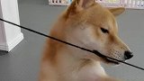 当你睡觉的时候，狗狗会做什么