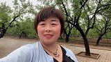 雨后枣树林风景独好，曼子带大家看看家乡板枣林的风采