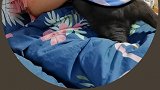 日常吓猫(^･ｪ･^)可爱 猫 戏精
