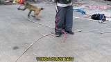 爆笑：这猴子跟大叔的裤子就是过不去！