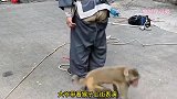 爆笑：这猴子跟大叔的裤子就是过不去！