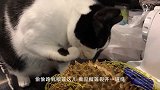 小主人咬了猫咪尾巴一口，猫咪刚要发火，回头看是宝宝秒变脸