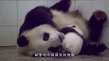 熊猫妈妈带娃记，这马大哈的模样，看完千万别笑！