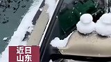 大雪后车上放满了鸭子