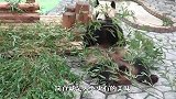 背靠着背，吃起竹子来才更香，网友：完了，我沦陷了
