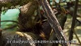 一生中四分之三时间都用来睡觉的动物，网友：实名制羡慕它