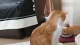 橘猫：哪来的小奶猫，吃我的猫粮，还睡我的窝
