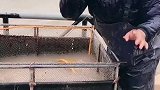 出海吃新鲜的八爪鱼