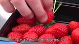 没有籽的草莓是啥样？用黑头吸出器后再用镊子捡漏，网友：真会玩