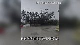 女子称百年老树被台风连根拔起，村书记：经历几十年台风都没倒下
