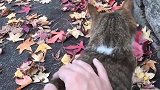 野外发现一只流浪猫，想带回家却害怕能吃，怎么办