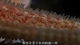 平时作威作福的海葵，见到海星后，也得扭着逃跑