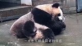 两只熊猫打架，都快脏成煤球了，还有没有人来管管啊