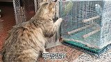 贪吃的猫咪，总是在虎视眈眈着两只鹦鹉