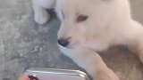 狗你认错狗了吧那个肯定不是我
