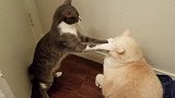 跟橘猫打架，一般猫还真不是对手，体型决定胜负