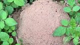 男子徒手扒开蚂蚁窝,蚂蚁无处躲藏