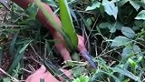 本以为挖到了洋芋，拔出来一看傻眼了，这是香蕉吗
