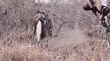 狂野的非洲野犬学习狮子刨坑狩猎，兔子被咬出来分着吃