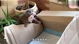 猫妈妈是怎么照顾小宝宝的,看到宝宝贪玩,直接叼着带回到纸皮箱