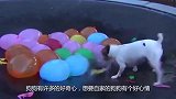 主人送狗狗一个玩具，斗牛犬玩嗨了，小样子有点蠢
