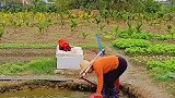 农村生活就是这样，日出而作，日落而息。今天又要浇地了。