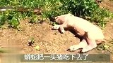 大蟒蛇跑到农家后院，发现一头猪，几分钟后猪就被吞食了